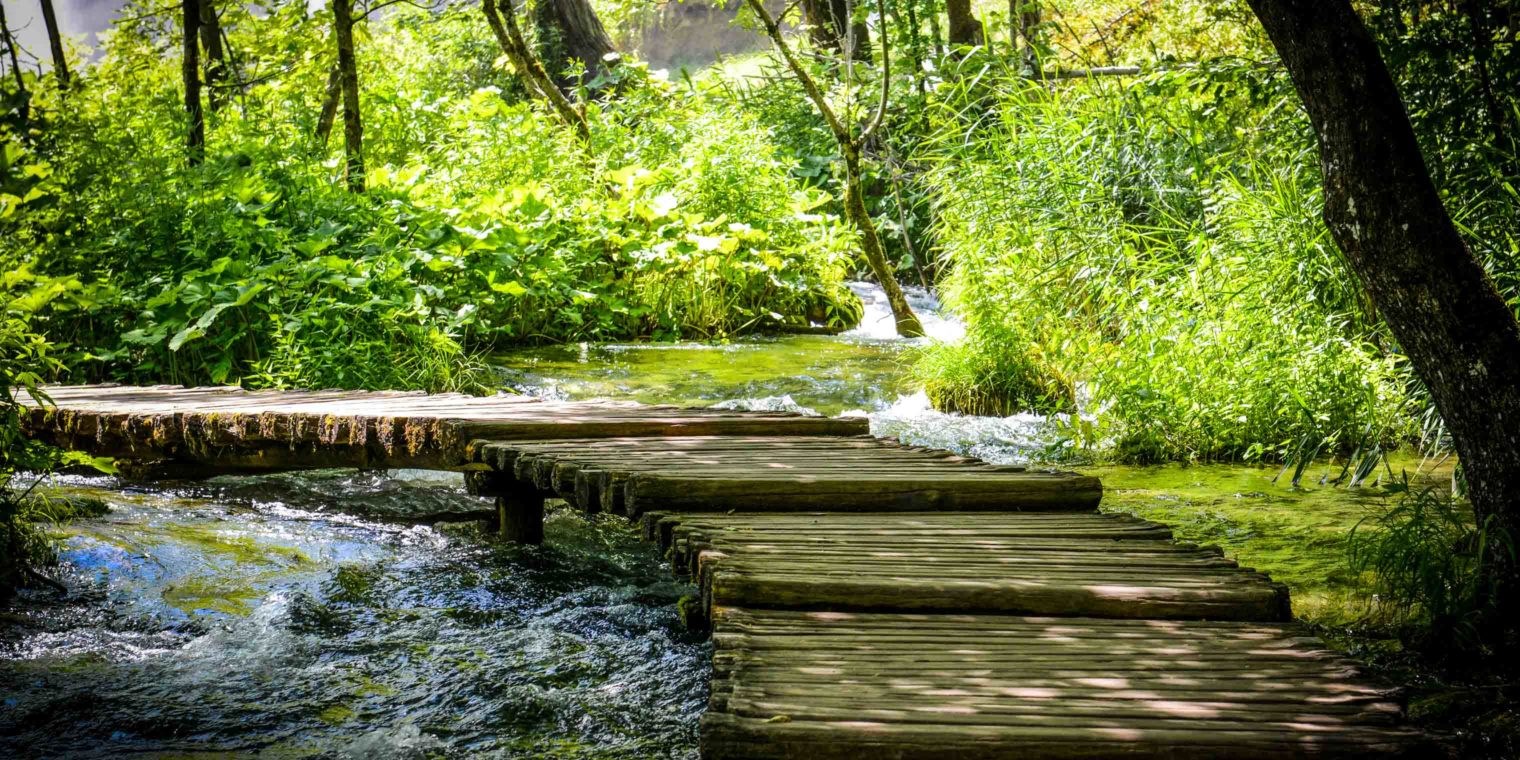 A stream with a wooden bridge over it in a green forest.